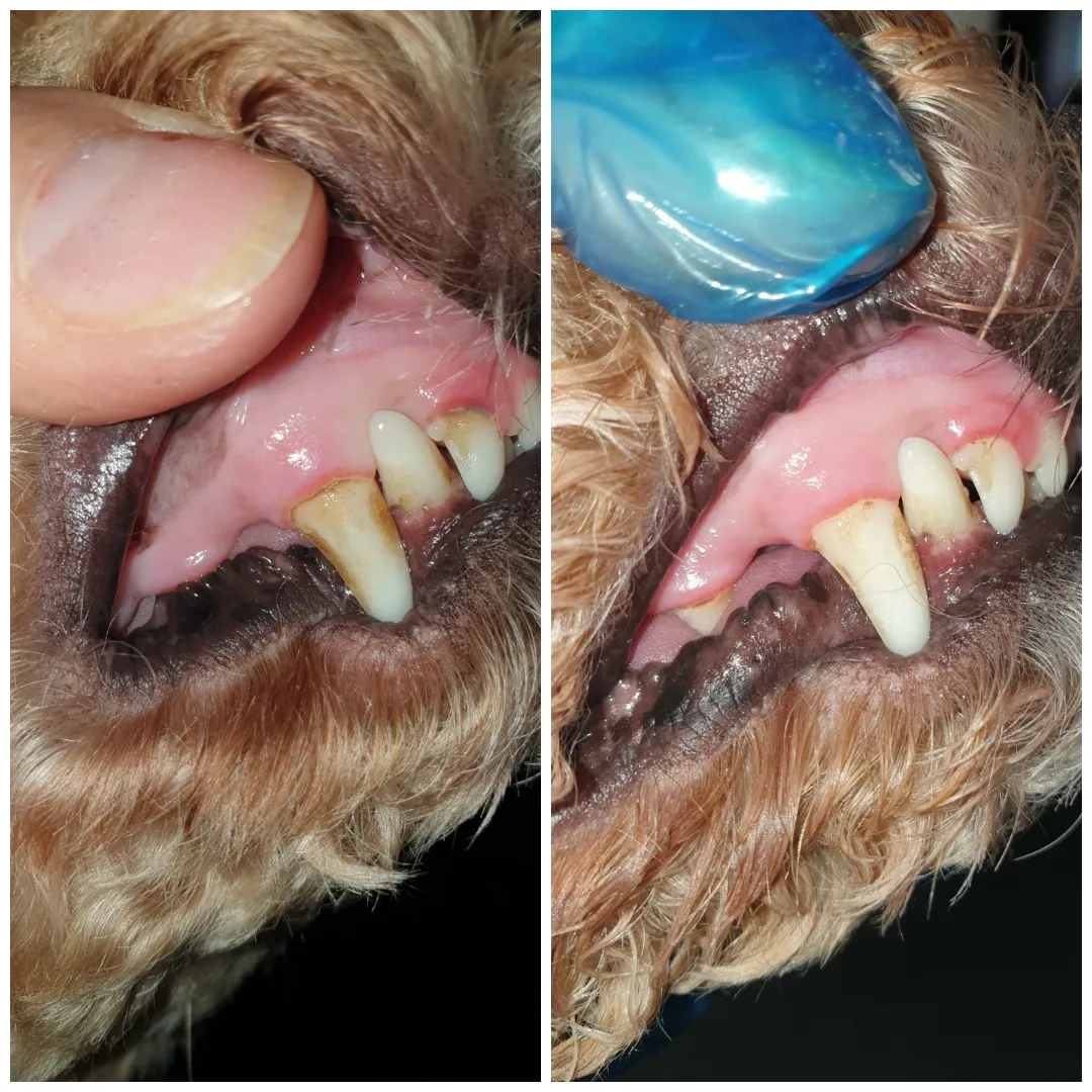 emmi┬« pet before after1