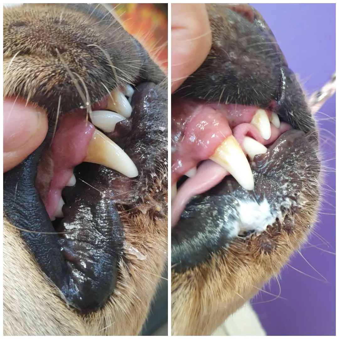 emmi┬« pet before after2