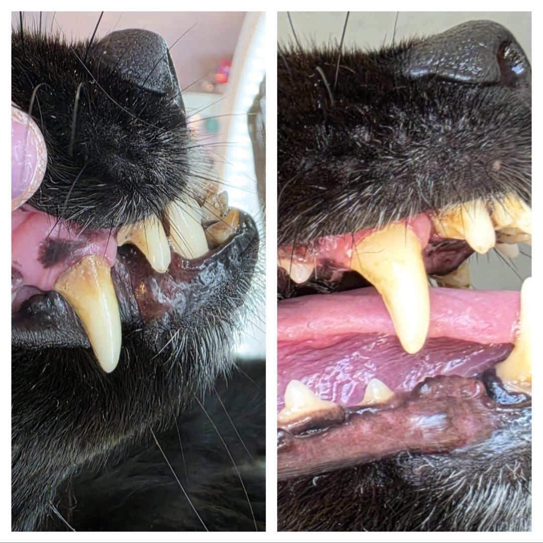 whatsapp image 2026 07 17 at 14.42.59 (2)(1)