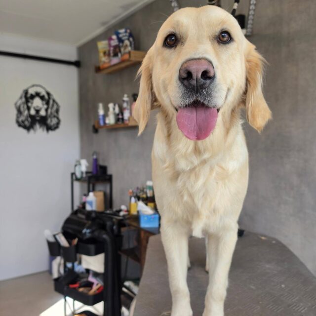 Lieve Lucy 🥰 Wat vond ze het spannend, voor de eerste keer naar de trimsalon 🥺 We hebben haar daarom rustig laten wennen aan alle handelingen en haar baasjes advies gegeven thuis ook te oefenen met föhnen, dat zal al enorm helpen bij haar onzekere karakter.

Tijdens de trimbeurt hebben we ook even naar haar gebit gekeken. 🦷 Daarbij zagen we beginnende tandvleesontsteking (gingivitis). Het tandsteen dat op haar tanden zit, zorgt ervoor dat het tandvlees geïrriteerd raakt. Als je goed kijkt, zie je dat het tandvlees direct boven het tandsteen rood en wat ontstoken is.

Dit is een vroeg signaal dat het tandvlees niet helemaal gezond is. Wanneer tandplak en tandsteen blijven zitten, kan de ontsteking erger worden en uiteindelijk ook het gebit en de tanden aantasten.

Daarom is het zo belangrijk om thuis dagelijks de tanden te poetsen. Hiermee verwijder je tandplak voordat het kan verharden tot tandsteen en help je verdere tandvleesproblemen zoveel mogelijk te voorkomen.

Lucy komt binnenkort terug voor een gebitsreiniging. Hierbij wordt het aanwezige tandsteen verwijderd, zodat haar tandvlees weer de kans krijgt om rustig te herstellen. 🙏🦷❤️

#trimsalon #develuwsehondentrimmer #goldenretriever #grooming