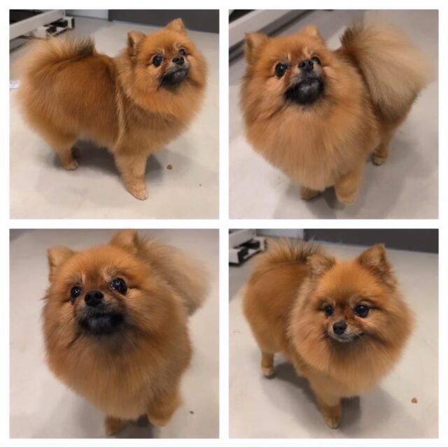 ✨ Super fluffy en schattige Ivy kwam langs voor een opfrisbeurt!

Even lekker wassen, verzorgen en in model brengen… Ivy ging weer naar huis als een heerlijk zacht en fluffy wolkje ☁️🐶💕

Fluffy level: maximaal. Dat wordt knuffelen! 😍
#pomeranian #pomeriaan #DeVeluwseHondentrimmer  #groom #trimsalon