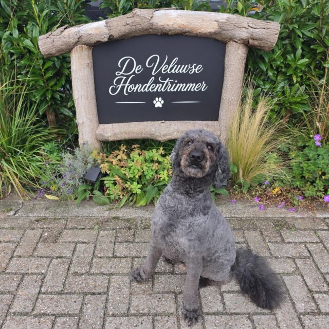 After ➡️ before: Bruno! 🐶🤎

Deze knappe Labradoodle-man heet Bruno… en Bruno weet precies hoe hij zijn charmes moet inzetten. Met die grote bruine ogen en die aandoenlijke blik gaat menig vrouwenhart waarschijnlijk spontaan een slagje sneller kloppen. 😉💘

Bruno werd thuis altijd zelf getrimd en daarbij alles op één lengte. Lekker praktisch, lekker kort! ✂️

Maar wij hebben andere plannen met die knappe snoet! 😍 We laten zijn hoofdje lekker doorgroeien, zodat Bruno straks nóg meer die onweerstaanbare teddybeer-look krijgt.

Wordt vervolgd… 👀🐻🤎
#labradoodle #teddybeer #teddytrim #trimsalon #DeVeluwseHondentrimmer