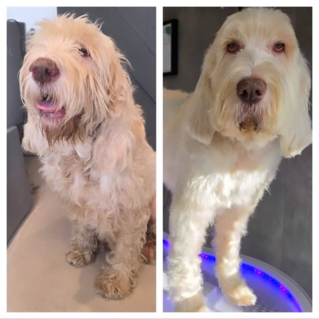 Before ➡️ After: de metamorfose van Peppe 🐶✨

Op vakantie op de Veluwe? Dan hoort een spa-behandeling er natuurlijk gewoon bij! 😏🛁

Lieve Peppe kwam gezellig langs voor een beauty behandeling, en daar genoot ze zichtbaar van! 🥰 Even lekker in de watten gelegd en weer fris en verzorgd terug naar haar vakantieadres.

Vakantie is tenslotte ook ontspannen… en een beetje extra verwend worden! 🐾💆‍♀️

Tot de volgende keer, Peppe! ❤️

#DeVeluwseHondentrimmer #Hondentrimsalon #Veluwe #Hondenverzorging #BeforeAfter