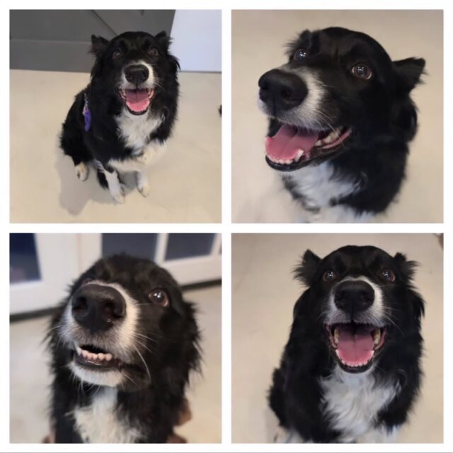 Before ➡️ After : Roxy 🐶 Sommige honden stelen je hart gewoon een beetje, zo ook lieve Roxy. 💜

Zodra haar baasje vertrokken was, zocht Roxy direct contact en werd ik overladen met knuffels en kusjes. Juist die momenten maken dit werk zo bijzonder.

Roxy sprong makkelijk op de trimtafel en liet de meeste handelingen rustig toe. De waterblazer vindt ze nog wat spannend. Daarom hebben we dit heel rustig opgebouwd, in kleine stapjes en volledig op haar tempo. Door goed naar haar lichaamstaal te kijken, haar keuzes en signalen te respecteren en gewenst gedrag positief te belonen, konden we de spanning zoveel mogelijk beperken.

Deze manier van werken past bij mijn Fear Free-Grooming aanpak: niet alleen kijken naar het eindresultaat, maar vooral naar hoe een hond de behandeling ervaart. Want een nette trimbeurt is mooi, maar een hond die zich ook veilig en op zijn gemak voelt, vind ik minstens zo belangrijk. ❤️

Roxy ging weer netjes verzorgd en heerlijk zacht naar huis en haar vacht glanst weer prachtig 🐶✨ #fearfreegrooming #develuwsehondentrimmer #bordercollie #trimsalon